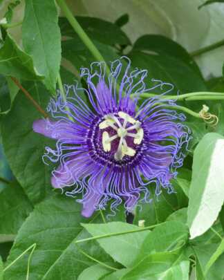 passiflora incarnata purple passion flower