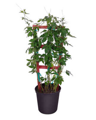 passiflora incarnata large trellis