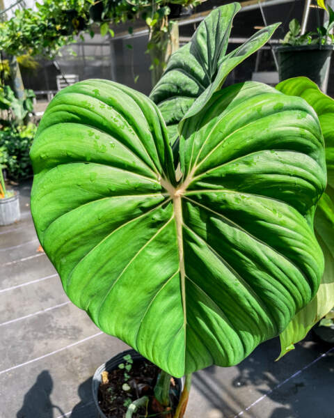 Foliage Foliage