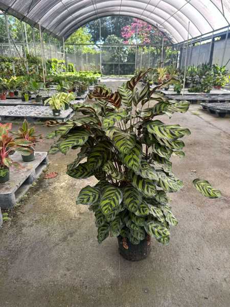 PlantVine Picks PlantVine Picks