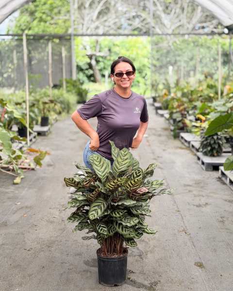PlantVine Picks PlantVine Picks