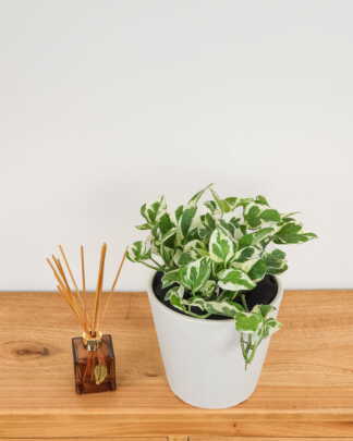Pearls & Jade Pothos