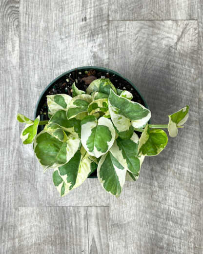 Pearls and Jade Pothos