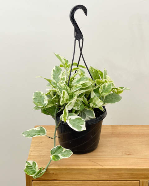 Large Hanging Basket