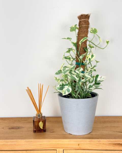 Medium, Totem