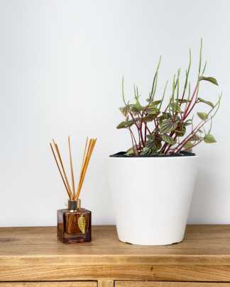 Peperomia 'Piccolo Banda' - Medium