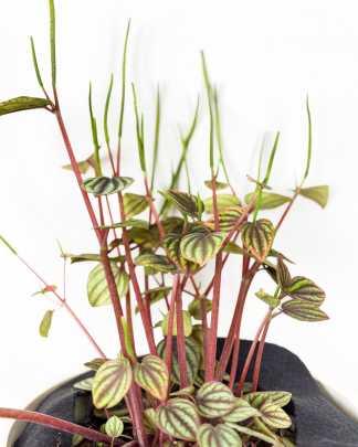Peperomia 'Piccolo Banda'