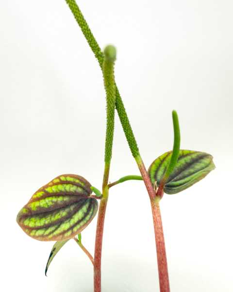 Foliage Foliage