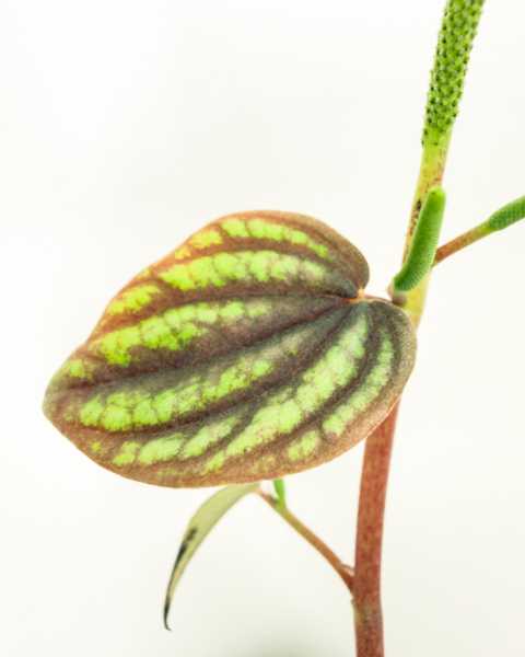 Leaves Leaves