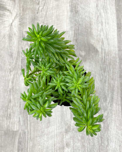 peperomia axillaris