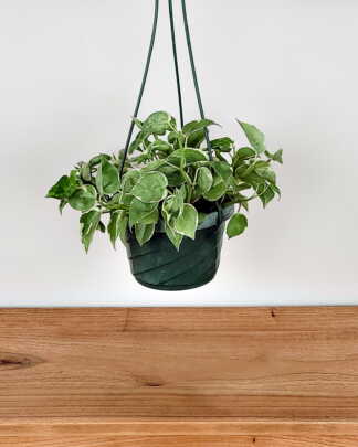 Variegated Peperomia Cupid