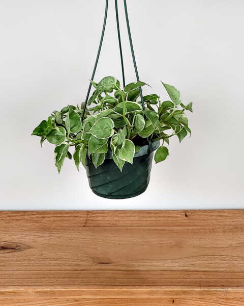 Medium, Hanging Basket Medium, Hanging Basket