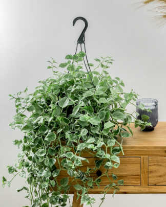 peperomia cupid
