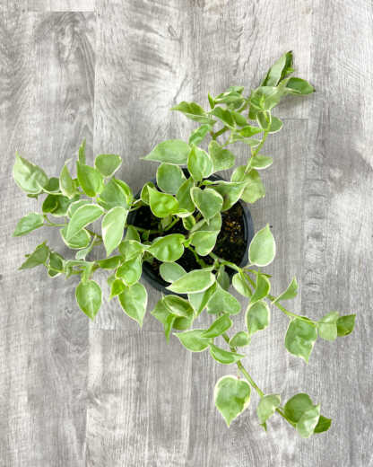 peperomia cupid