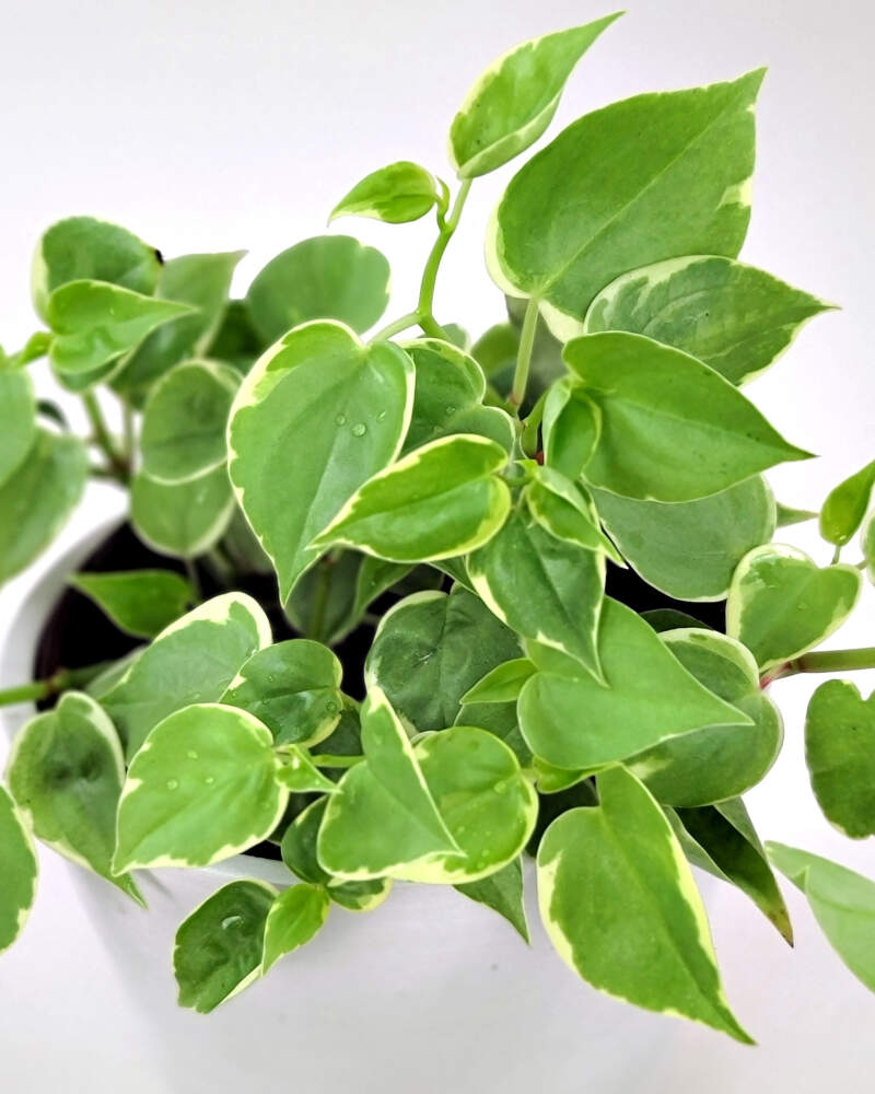 Peperomia scandens variegated/ Cupid Peperomia. - Rudyn Gladioli Farm