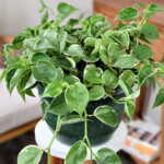 Variegated Peperomia Cupid