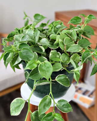 Variegated Peperomia Cupid