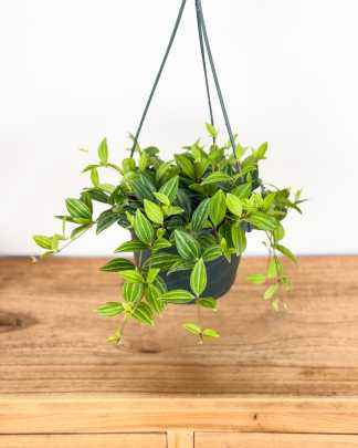 Medium, Hanging Basket