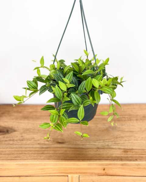 Medium, Hanging Basket Medium, Hanging Basket