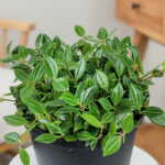 Peperomia Diamond