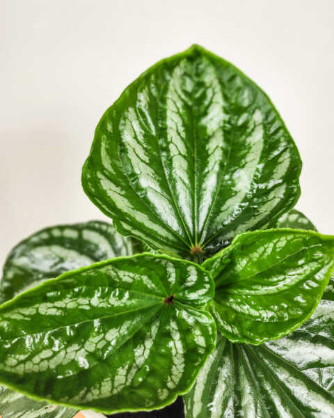Foliage 1 Foliage 1