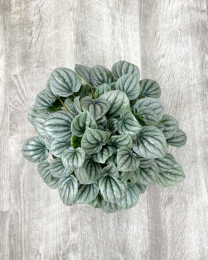 peperomia frost