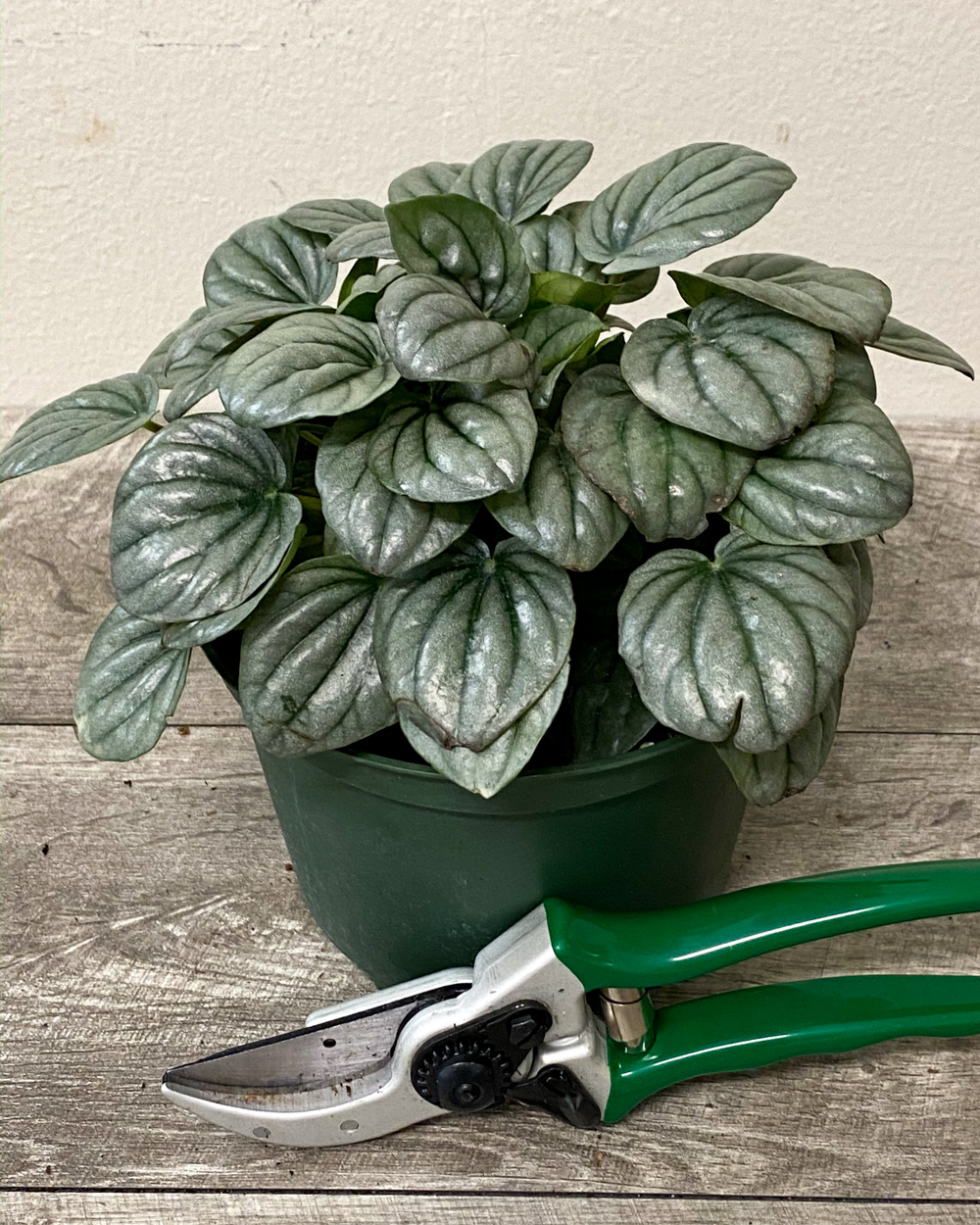 Best Gifts For Plant Based Eaters : ALOHA FLORIST SACRAMENTO / These options will hit the spot if you’re vegetarian, vegan, or just trying to incorporate mor.