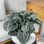 Peperomia Frost