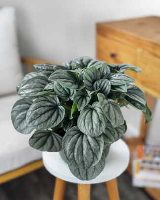 Peperomia Frost
