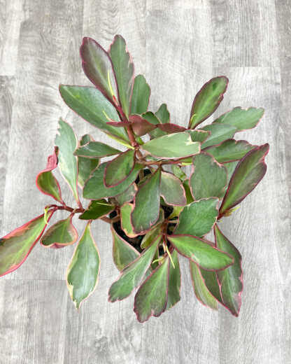 peperomia ginny