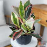 Peperomia Ginny
