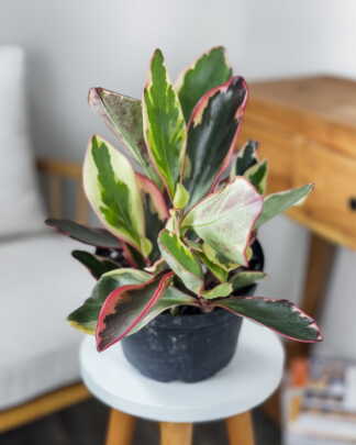 Peperomia Ginny