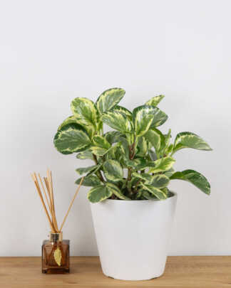 Peperomia Golden Gate