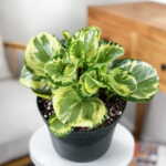 Peperomia Golden Gate