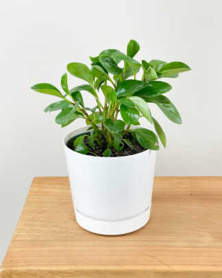 peperomia green baby rubber