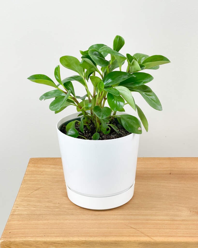 Peperomia obtusifolia, Green Baby rubber plant