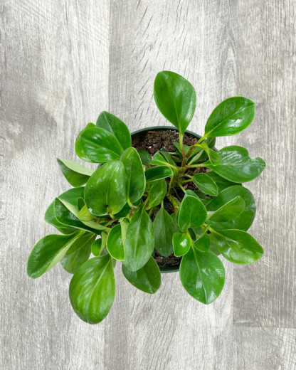 peperomia green baby rubber