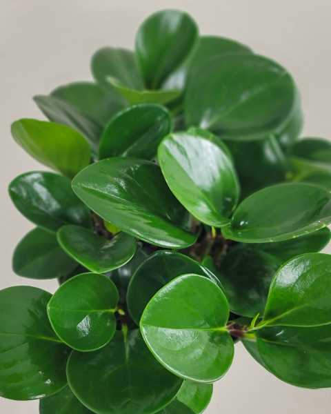 Foliage Foliage