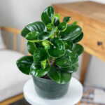 Peperomia Green