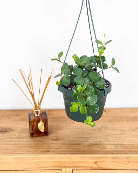 Medium, Hanging Basket Medium, Hanging Basket