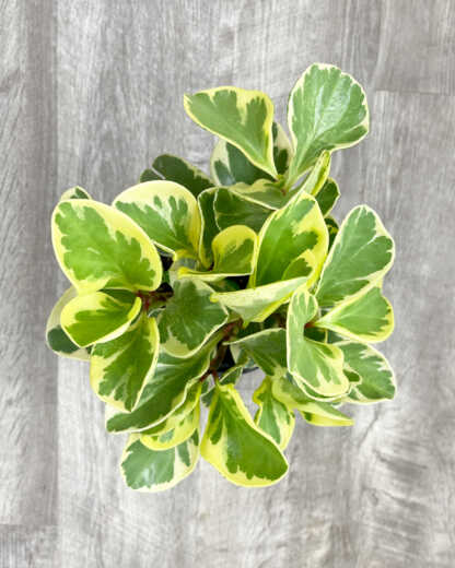 peperomia marble