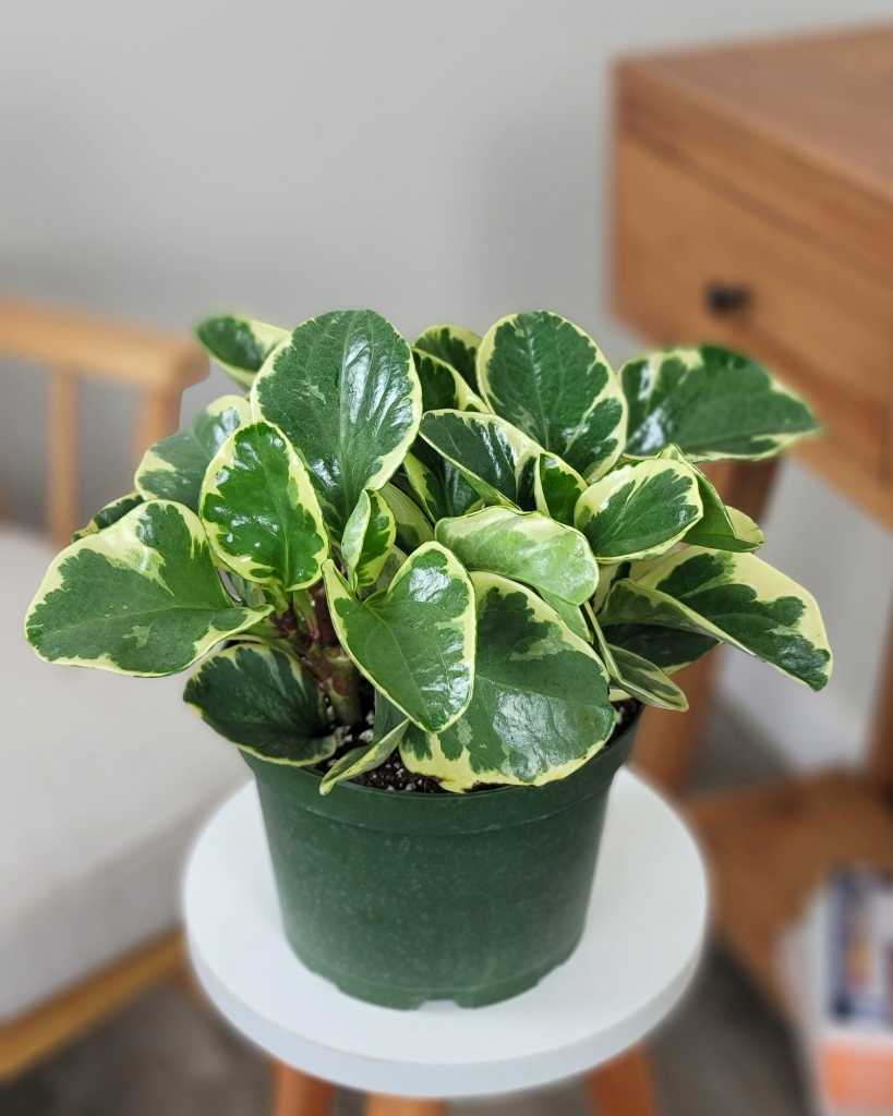 Peperomia 'Marble'