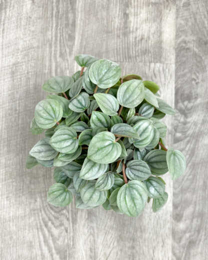 peperomia napoli nights