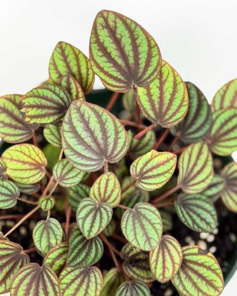 Foliage Foliage
