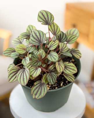 Peperomia 'Piccolo Banda'