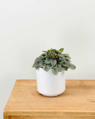 peperomia piccolo banda