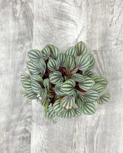 peperomia piccolo banda