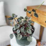 Peperomia Piccolo Banda