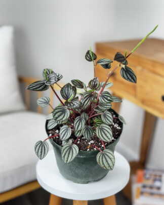 Peperomia Piccolo Banda