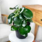 Peperomia Raindrop